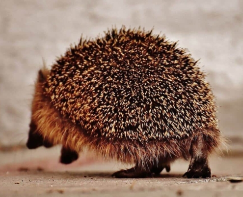 Hedgehog walking down the street