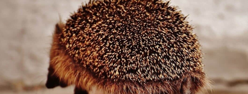 Hedgehog walking down the street